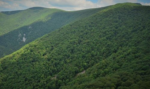 Romsilva: Peste 43.000 hectare de pădure retrocedate ilegal ar putea fi readuse în patrimoniul statului şi în administrarea regiei/ ICCJ judecă luni o cerere de revizuire în dosarul retrocedărilor de pădure din Bacău